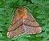 Forest Tent Caterpillar (Malacosoma disstria) 6/30/02