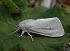 Virginian Tiger Moth (Spilosoma virginica) August 26, 2002