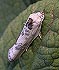 Antaeotricha leucillana (August 10, 2002)