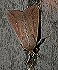 Armyworm Moth (Pseudaletia unipuncta) September 29, 2002