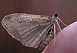 Bent-line Carpet Moth (Orthonama centrostrigaria) November 13, 2002