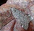 Fall Cankerworm Moth (Alsophila pometaria) December 12, 2003