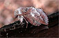 Lappet Moth (Phyllodesma americana) April 9, 2002