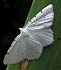 Lesser Maple Spanworm Moth (Itame pustularia)