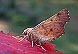 Maple Spanworm Moth (Ennomuos magnaria) October 14, 2002
