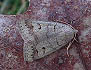 Common Oak Moth (Phoberia atomaris) April 23, 2003