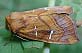 Osmunda Borer Moth (Papaipema speciosissima) October 18, 2003