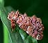 Pink-shaded Fern Moth (Callopistria mollissima) June 27, 2003