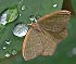 Pistachio Emerald (Hethemia pistasciaria) June 12, 2003