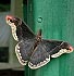 Promethea Moth (Callosamia promethea) June 13, 2003