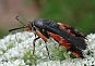 Squash Vine Borer Moth (Melittia cucurbitae) August 4, 2003