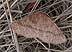Metarranthis (Species undescribed) April 24, 2002