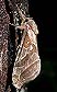 Silver-spotted Ghost Moth(Sthenopis argenteomaculatus) June 23, 2003