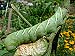 Tobacco Hornworm/Carolina Sphinx (Manduca sexta) August 14, 2003