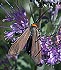 Yellow-collared Scape Moth (Cisseps fulvicollis) September 18, 2002