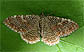 Cherry Scallop Shell Moth (Hydria prunivorata) May 26, 2009