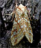 Hickory Tussock Moth (Lophocampa caryae) June 1, 2010