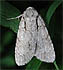 Pleasant Dagger Moth - Acronicta laetifica - September 10, 2007