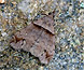 Ambiguous Moth - Lascoria ambigualis - 5/5/12