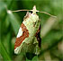 Aproned Cenopis Moth - Cenopis niveana (July 6, 2011)