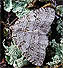 Autumnal Moth (Epirrita Autumnata) November 1, 2005