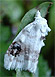 Blurry-patched Nola (Nola cilicoides) July 13, 2008 