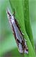 Grass Webworm Moth (Crambus agitatellus) July 13, 2006