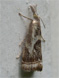 Elegant Grass-veneer (Microcrambus elegans) June 28, 2013