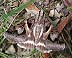 Figure-seven Moth (Drasteria grandirena) July 14, 2004