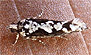 Filigreed Moth (Chimoptesis pennsylvaniana) April 8, 2012