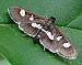 Grape Leaffolder Moth (Desmia funeralis) May 31, 2004