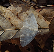Gray Spring Moth (Lomographa glomeraria) 4-18-2017