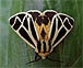 Nais Tiger Moth - Apantesis nais - May 25 2008