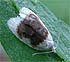 Oak Leaftier Moth (Acleris semipurpurana) June 25, 2006