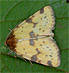 Obtuse Yellow (Azenia obtusa) July 25, 2011
