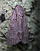 Radcliffe's Dagger Moth (Acronicta radcliffei) June 24, 2011