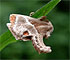 Shagreened Slug Moth (Apoda biguttat) July 8, 2011
