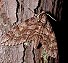 Waved Sphinx (Ceratomia undulosa) 5/21/04