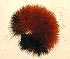 Wooly Bear (Isabella Moth) (Pyrrharctia isabella) larva - January 9, 2005