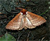 Yellow-necked Caterpillar Moth (Datana ministra) June 19, 2011 
