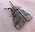 White-marked Tussock Moth (Orgyia leucostigma) November 3, 2006