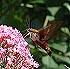 Hummingbird Clearwing (Hemaris thysbe) August 2, 2002