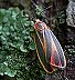 Painted Lichen Moth (Hypoprepia fucosa), July 17, 2002