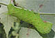 Small-eyed Sphinx larva - Paonias myops September 30, 2007