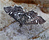 Harlequin Webworm Moth - Diathrausta harlequinalis  - September 13, 2011