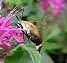 Snowberry Clearwing (Hemaris diffinis) August 12, 2004
