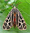 Virgin Tiger Moth (Grammia virgo) July 21, 2008