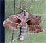 Walnut Moth (Laothoe juglandis) June 9, 2005